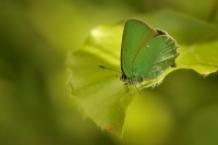 Ostruhacek ostruzinovy - Callophrys rubi - Green Hairstreak 9059